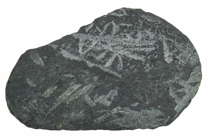 Fossil Graptolite (Didymograptus) Cluster - Wales #353829